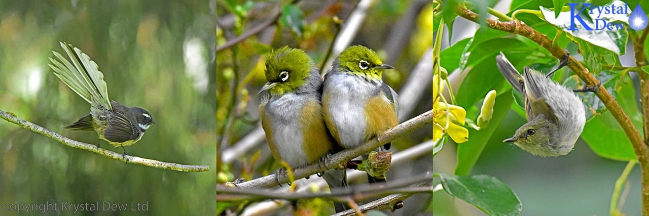 Fantail, Silvereye, Warbler & Whitehead Fantail, Silvereye, Warbler & Whitehead